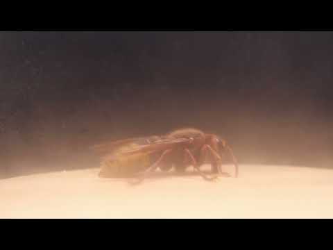 footage: hornet, Vespa crabro