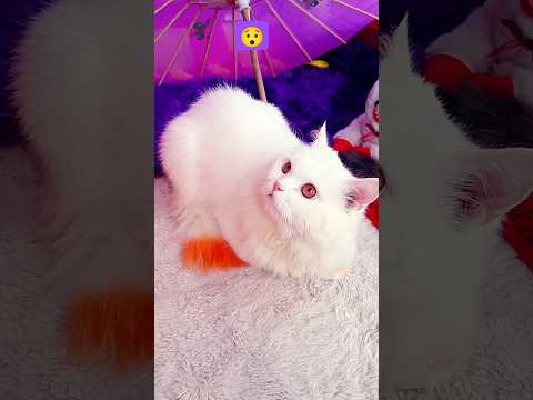 Persian cats video! #Shorts#YouTubeShorts#viral#trending#fyp or #ForYou