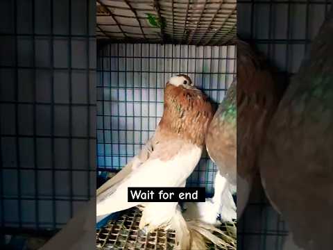 Fancy kabutar fancy 😍 #pigeon #shortvideo #shorts #viralvideo