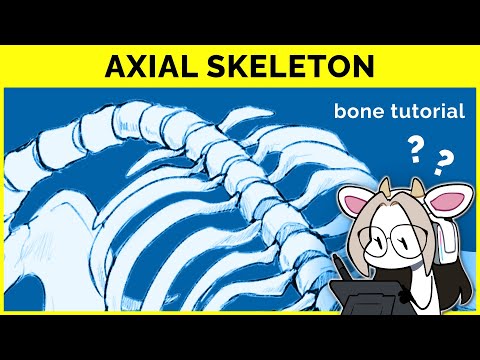 🔴 Mastering the Axial Skeleton: Essential Anatomy for Artists 🦴