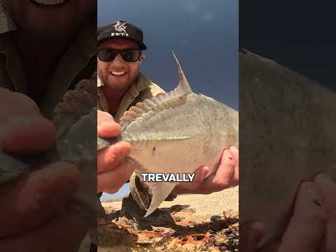 Catch and Cook Australia #fishing #outdoorsurvival #fish #primitivesurvival #cooking