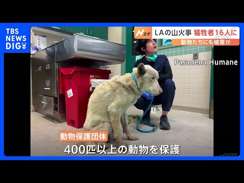 動物たちも被害に　ロサンゼルス山火事 シェルターで400匹以上のペットを保護　寄付金の協力呼びかけ｜TBS NEWS DIG