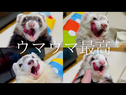 【レシピ】フェレットの闘病にも大活躍‼︎鶏油入りふやかしスープの作り方【ferret#1765】