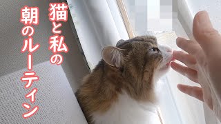 猫と犬と私の朝のルーティンがこちらです【保護猫／犬】