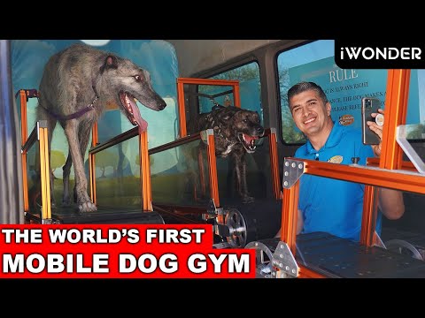 The World's First Mobile Dog Gym That's Making Dogs Happy And Healthy