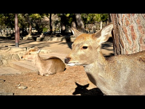 Japan - Nara Park Walking Tour • 4K HDR