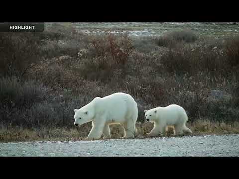 Tundra Buggy Lodge South - Polar Bears International | Highlights 2023