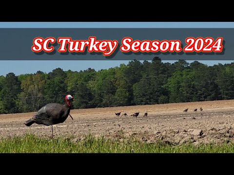 Turkey Hunting South Carolina 2024 | High Pressured PUBLIC LAND | Ep. 1