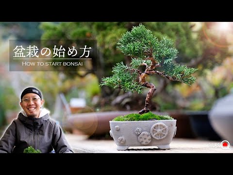 [How to start bonsai] The first juniper bonsai that even beginners can do [Bonsai Q]