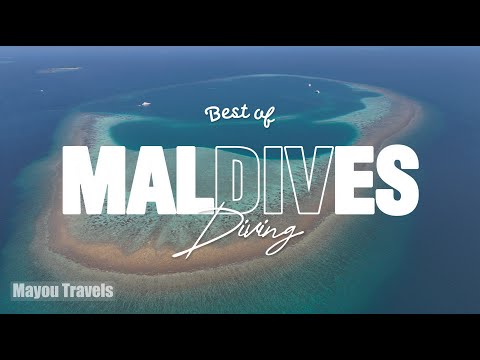 Best of Maldives Liveaboard