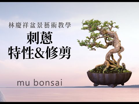 盛夏∣刺蔥的特性與修剪 ◤林慶祥盆景藝術教學◢ Bonsai in Taiwan