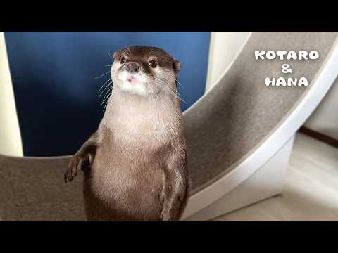 Otter Thinks Running Wheel is His Wiggle Wheel