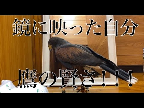 【鷹は賢い】鏡に映った自分と喧嘩！？w