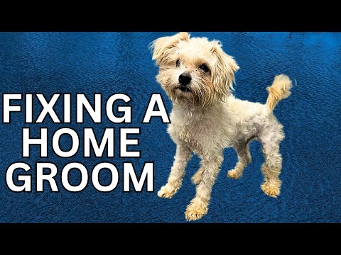 Fleas vs Home Groom Which is the REAL Problem?