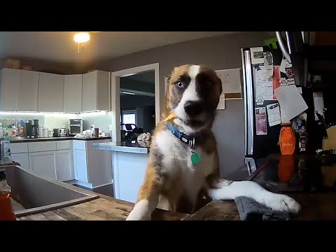 BEST Caught-on-Cam Videos of 2024 | FUNNY Pet Clips