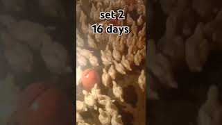 #youtube #chicken #poultrydays #chickenfarming #youtubeshorts #poultry #poultryfarming #16days