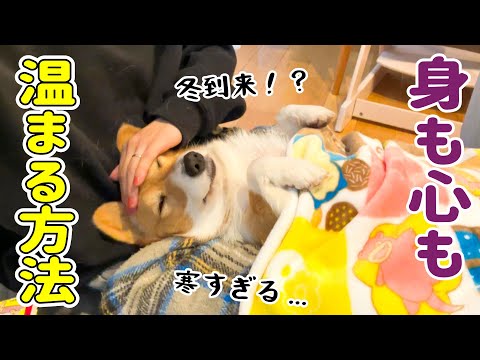 あまりに寒いので愛犬と電気毛布で温まりました