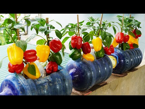 Unexpectedly, Growing Bell Peppers Produces So Many Fruits. The Secret Of Growing Peppers At Home