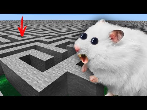 Hamster Escapes the Impossible Minecraft Maze!