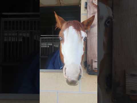 🐴💖🎵 Quarter Horse #quarterhorse #horse #horselovers #horsesounds #horses #asmr #animal #animals