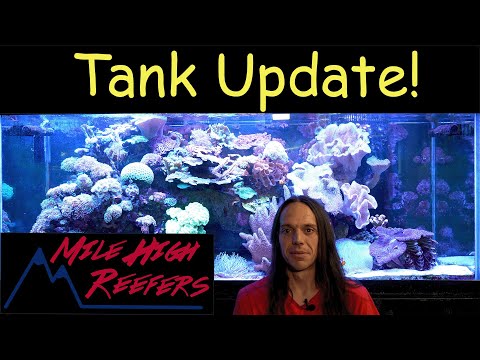 Reef Tank Update 8-24-23