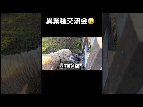 【切り抜き】喋る秋田犬 #秋田犬