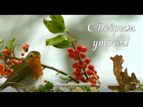 С Добрым утром! Доброе утро! Хорошего настроения! Пожелания Природа Настроение Птица