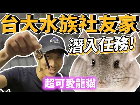 【藍箱水族】可愛龍貓出任務＆水族社的秘密！按SOP照顧絨鼠-水族館的不務正業！