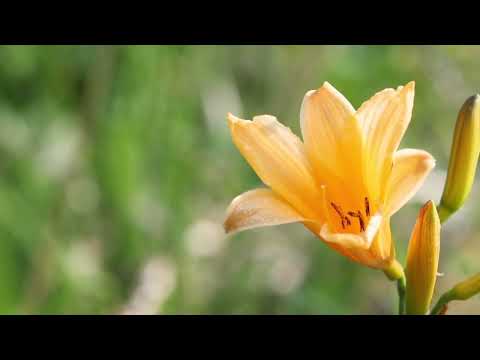 【宮城県観光映像】栗駒山 世界谷地原生花園