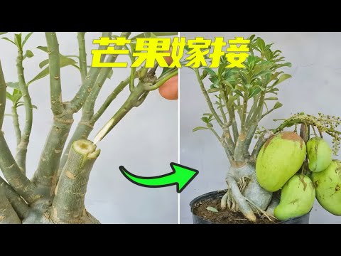 在家也能种植芒果树，不仅操作简单，而且存活率高，值得一试