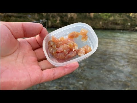 マグロで魚は釣れるのか