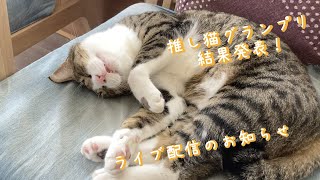 第３回推し猫グランプリ結果発表とライブ配信のお知らせ