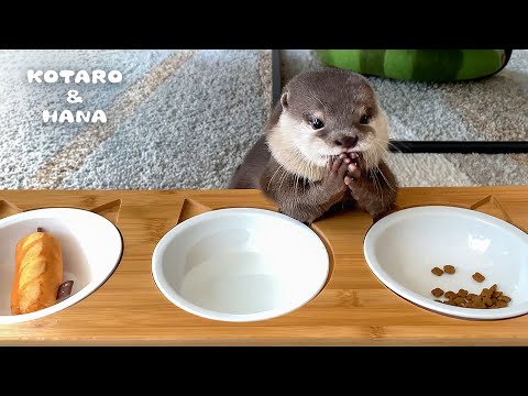 Welcome to Baby Otter Café, May We Take Your Order?