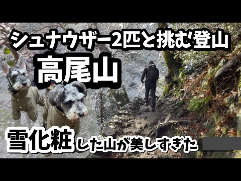 【ミニチュアシュナウザーと挑む初めての登山】雪化粧した高尾山が美しすぎた