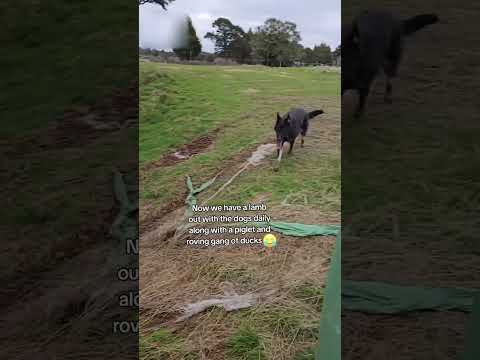 Adorable Lamb Loves Riding Around Farm