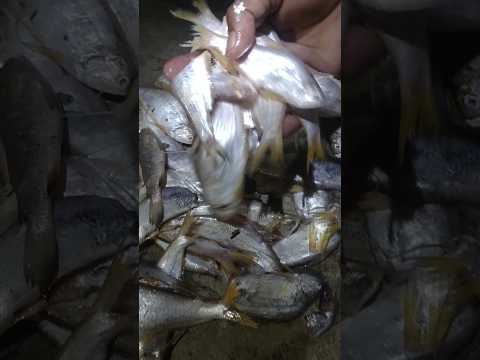 Bangali pata fish || fishing video 🐠🐠 #fishing #shorts #seafood