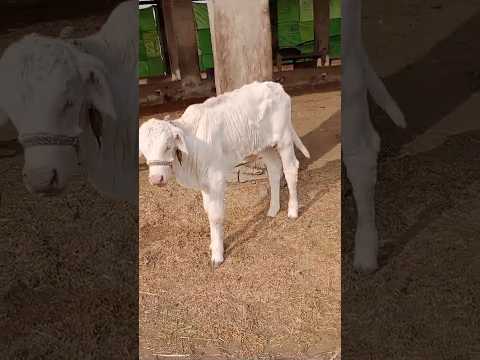 beautiful gulabi bachra, pink calf MashaAllah, #bachra #dairy #shorts #livestream #viralshort #yt