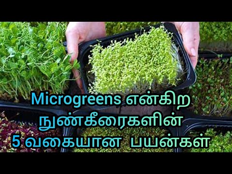 நுண்கீரைகளை உண்பதால் கிடைக்கும் 5 வகையான பயன்கள் | by, Dr.Anita | micrgreens  health benefits