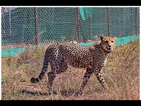 WATCH | Cheetah Strays Into Village in MP's Sheopur, Efforts On to Bring it Back to KunoNationalPark