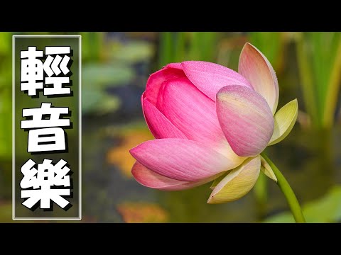 【非常好听】🎷🎷週末聽50首最好的老音樂 🌺早上最適合聽的輕音樂 🎵 每天調心洗滌心性 - 薩克斯風 - 無廣告音樂  - 轻音乐 - 探戈老歌 Old Taiwanese Music