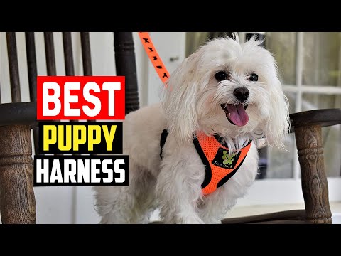 ✅ Top 5 Best Puppy Harness in 2023