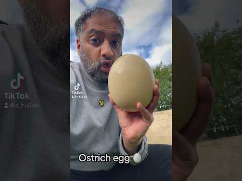 Ostrich egg vs Chicken egg🥚#ostrich #chicken #egg #size #science #sciencefacts #ostrichegg #biology