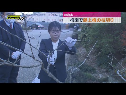 熱海梅園で献上梅の枝切り