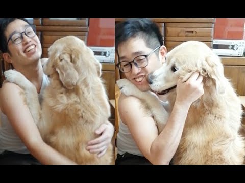 Romantic moments with Golden Retriever