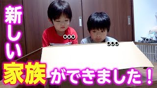 【ドッキリ】新しい家族ができました！ハムスター★名前は何にする？もちもちスクイーズほっぺ♡もっちまるず【ロボットチャンネル】 家族Vlog