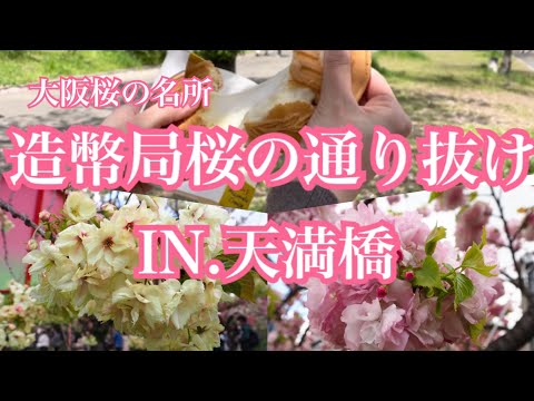 【天満橋】人生で一度は行きたい！大阪 桜の名所 造幣局でお花見をしてきました～♪