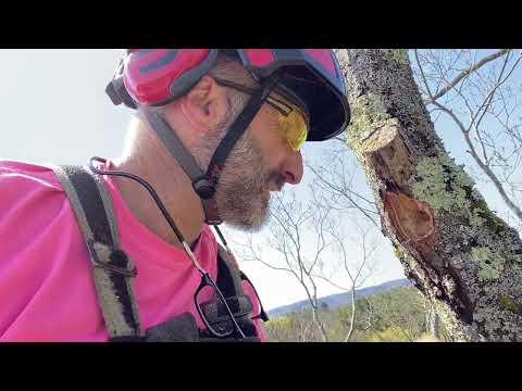 Pileated Woodpecker "Damage"...