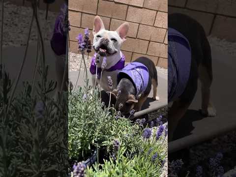 French Bulldog Lavender Plants | Lavender Haze #Shorts #Dog