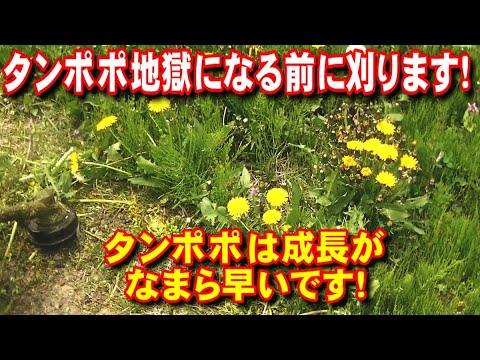 【農業】タンポポ地獄になる前に刈ります!