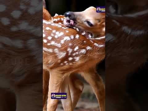 Are The Most Beautiful Animals on Earth? | Creative Nature #shorts #nature